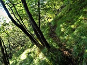 19 Il sentiero in decisa salita nel bosco ceduo 
